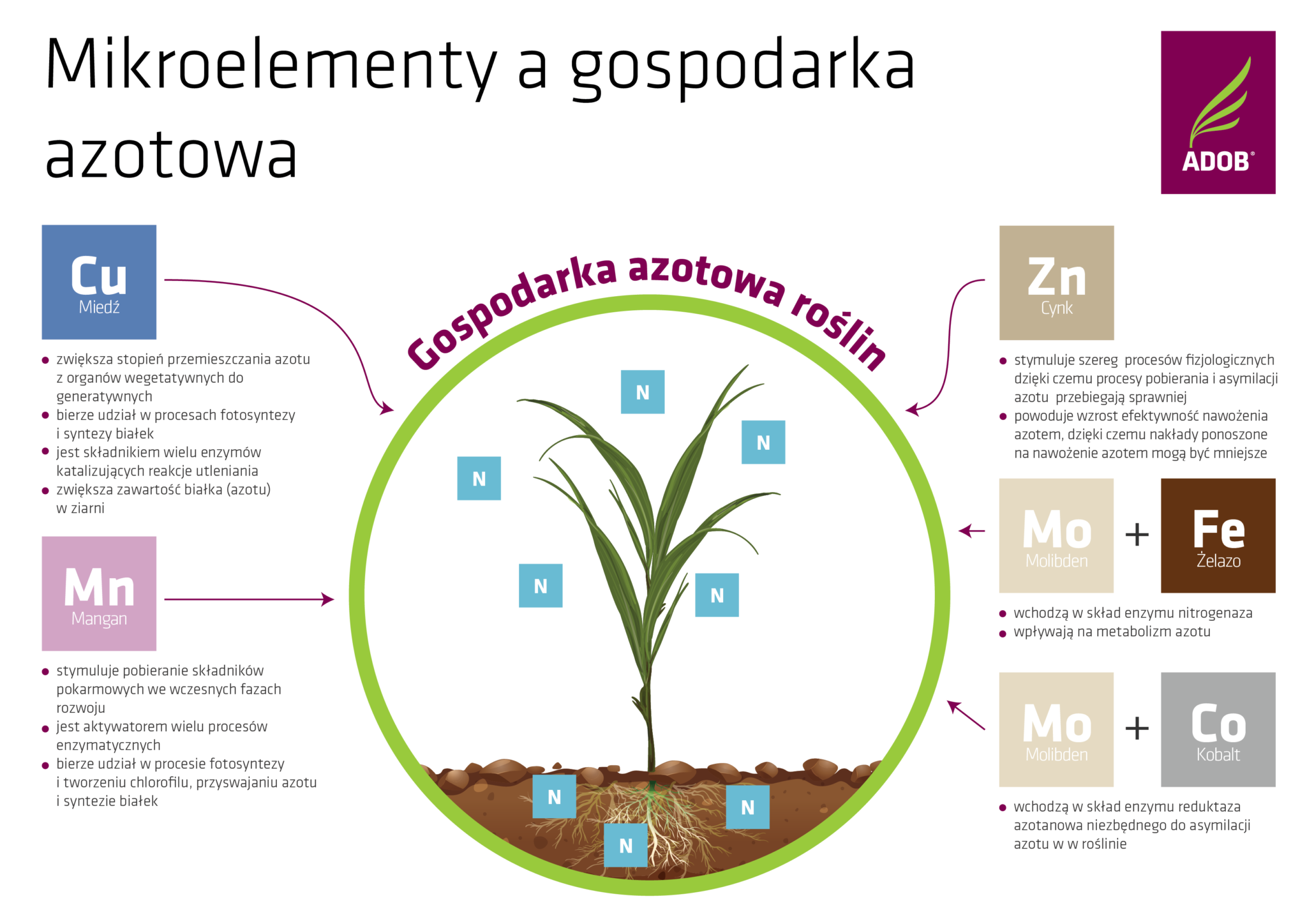 Skład Chemiczny Organizmów Makro I Mikroelementy Mikroelementy a gospodarka azotowa roślin - ADOB